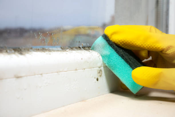 Best Mold Odor Removal Services  in Mechanicsville, VA